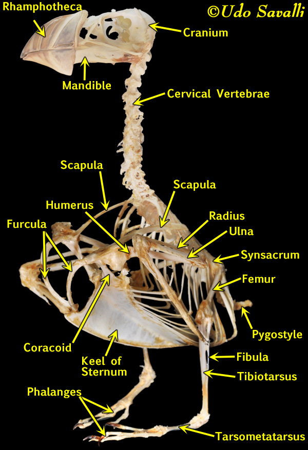 Puffin Skeleton Labeled