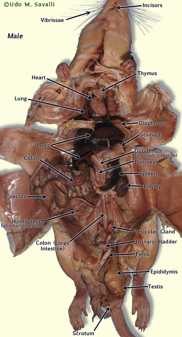 Male Rat Label