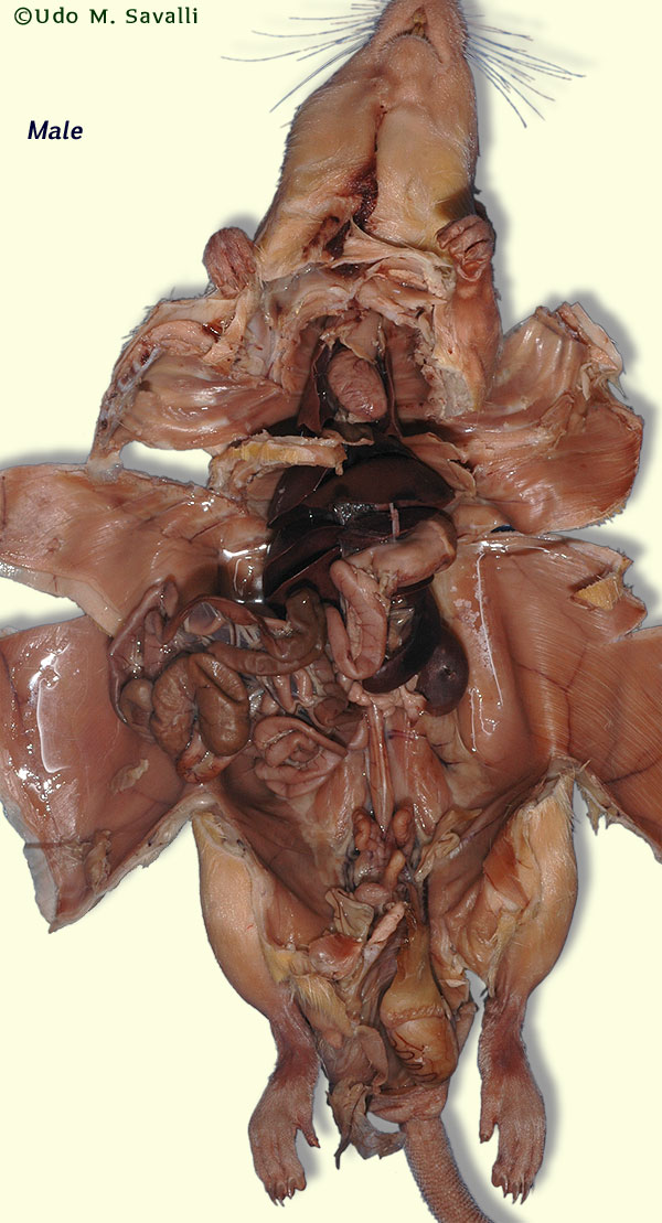 dissection of rat. Male Rat plain