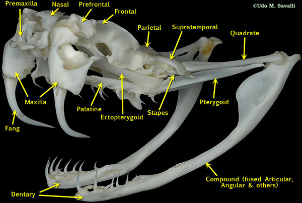 Rattlesnake skull labeled