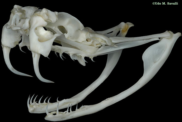 Rattlesnake skull plain