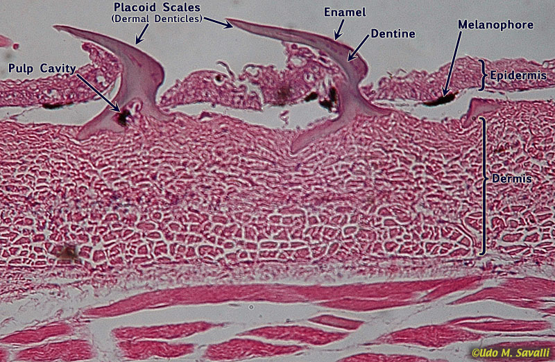 Shark skin cross section