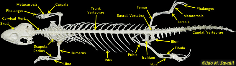 Lizard Skeletal System