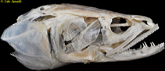 Snakehead Skull