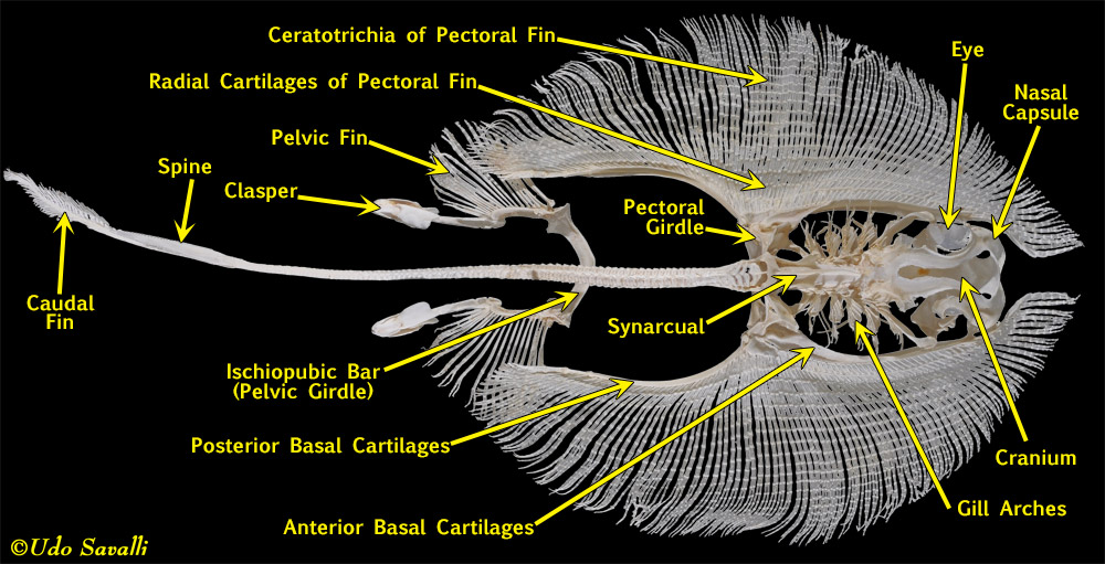 stingray skeleton labeled