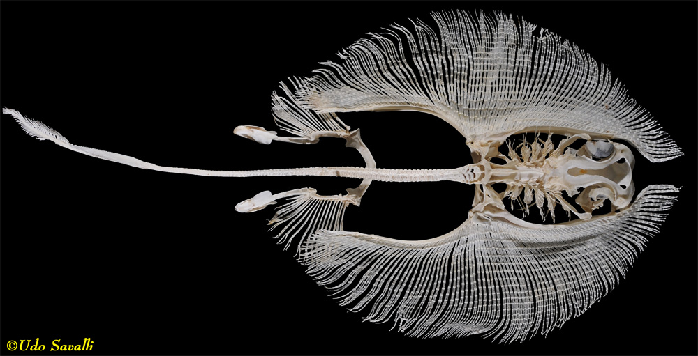 Stingray skeleton plain