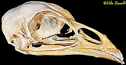 Turkey Skull