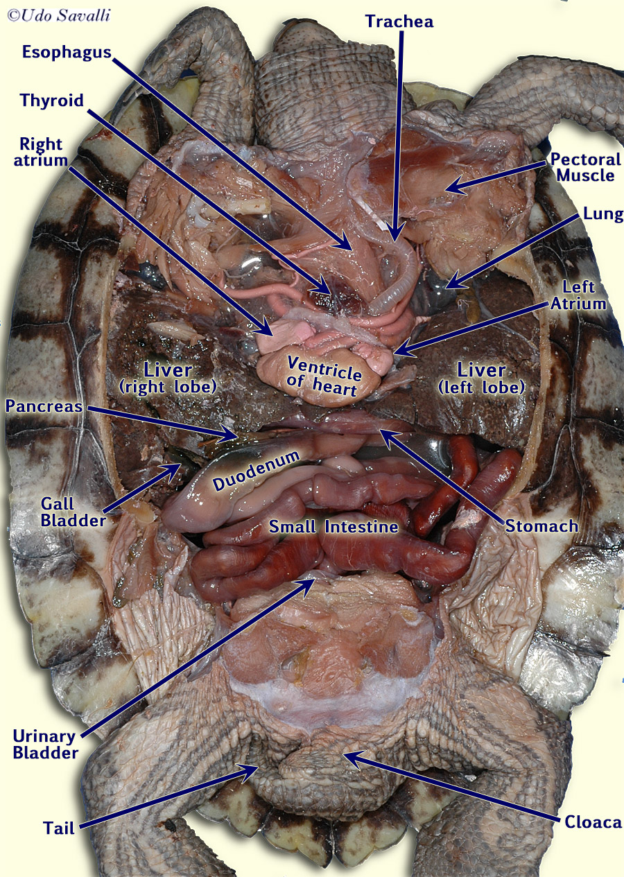 BIO370-Turtle Dissection