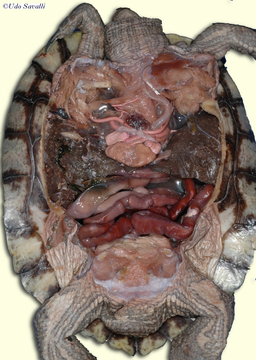 BIO370-Turtle Dissection