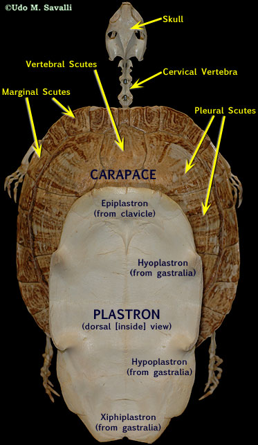 Turtle shell