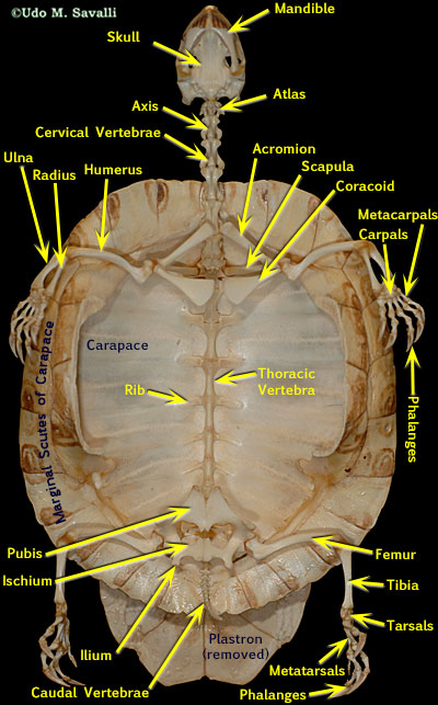 Turtle skeleton