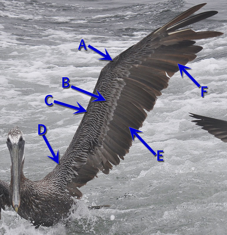 pelican wing