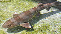 Bamboo Shark
