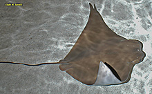 Cownosed Ray