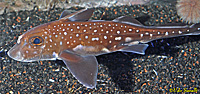 Male Spotted Ratfish