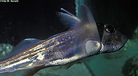 Ratfish
