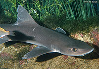 Smoothhound Shark