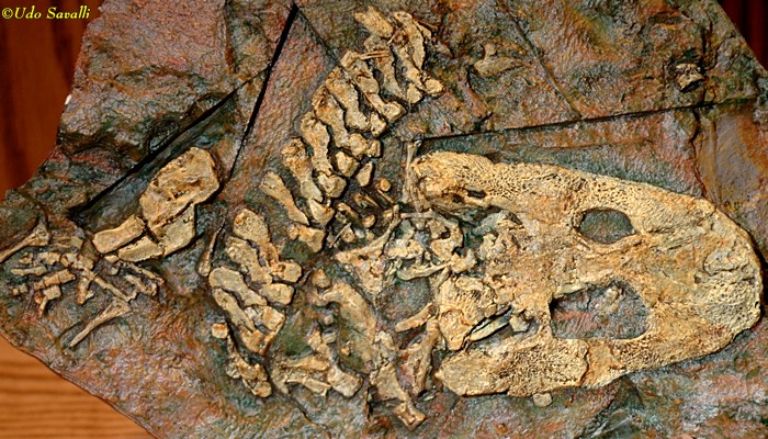 Acanthostega fossil