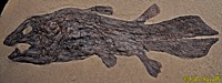 Coccoderma Fossil