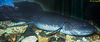 Marbled African Lungfish