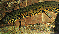 West African Lungfish