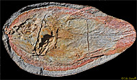Whiteia Fossil