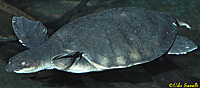 Fly River Turtle