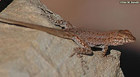 Side-blotched Lizard