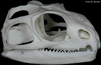 Tuatara Skull