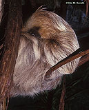 2-Toed Sloth
