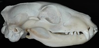 Aardwolf Skull