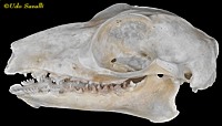 Colugo Skull