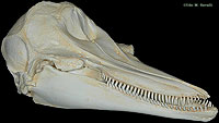 White-sided Dolphin Skull