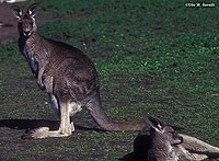 E Gray Kangaroo