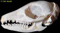 Elephant Shrew Skull