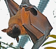 Hollow-faced Bat