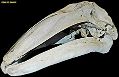 Gray Whale Skull