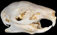 Guinea Pig Skull