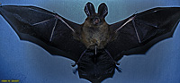 Hollow-faced Bat