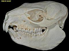 Rock Hyrax Skull