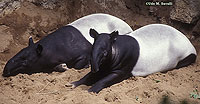 Malayan Tapirs