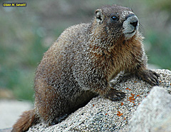 Yellow bellied Marmot