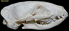 Mongoose Skull