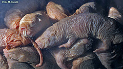 Naked Mole Rats