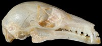 Nectar Bat Skull