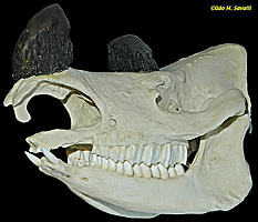 Rhino Skull