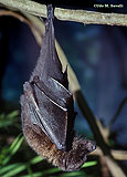 Rodriguez Fruit Bat