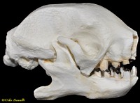 Sloth Skull