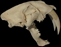 Smilodon Skull
