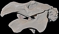 Steller Sea Cow Skull